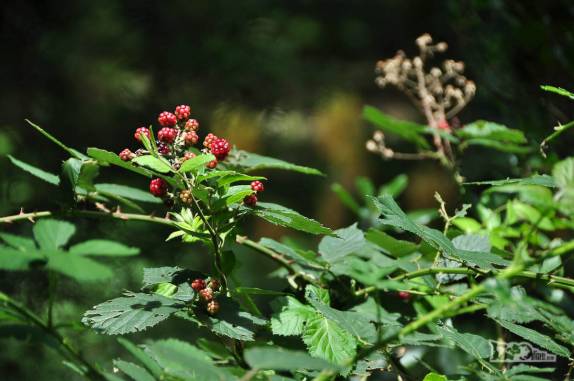 Muitas flores nos bosques e jardins do parque Salus, na região de Minas, no Uruguai